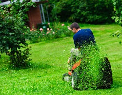 Expert Organic Lawn Care in NW10