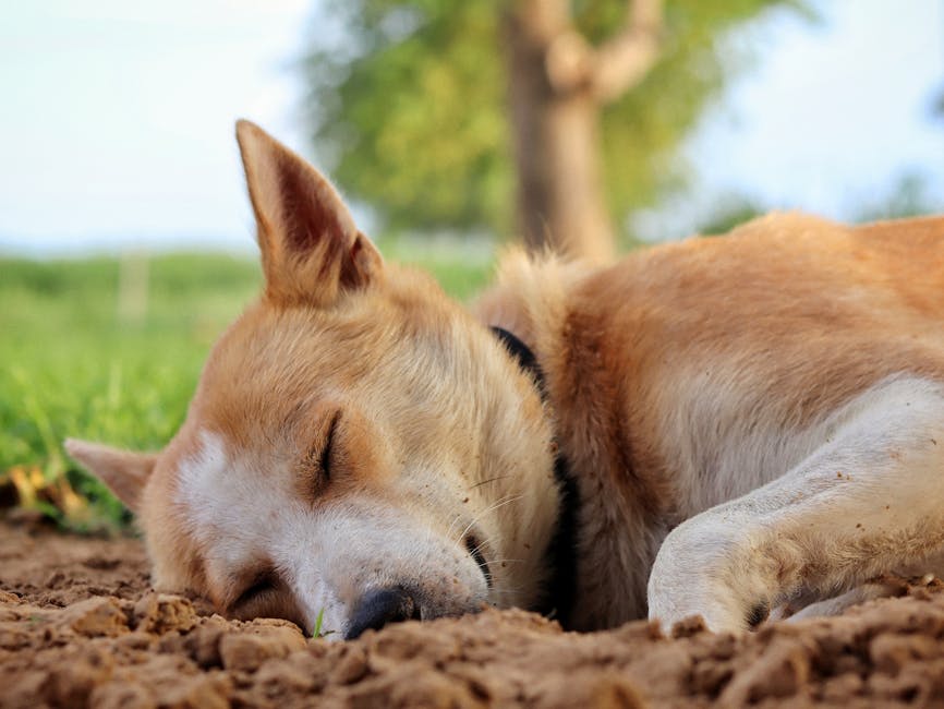 A close-up view of a tan and white dog sleeping peacefully on the ground in a garden setting. The dog’s eyes are closed, and its head rests on the soil, which appears slightly moist and textured with small clumps. In the background, there are lush green grass, a large tree with a broad trunk, and a soft blue sky, suggesting a bright and sunny day. The garden layout includes well-maintained grass areas and natural borders formed by trees and shrubs. The scene reflects outdoor care and landscaping, with a quiet, serene atmosphere typical of a well-kept residential garden. The presence of nature and outdoor elements like soil, grass, and trees emphasizes the garden’s natural beauty, while the dog adds a sense of relaxation and tranquil outdoor living, supported by the services of Gardeners Queen’s Park for garden maintenance and landscaping work.