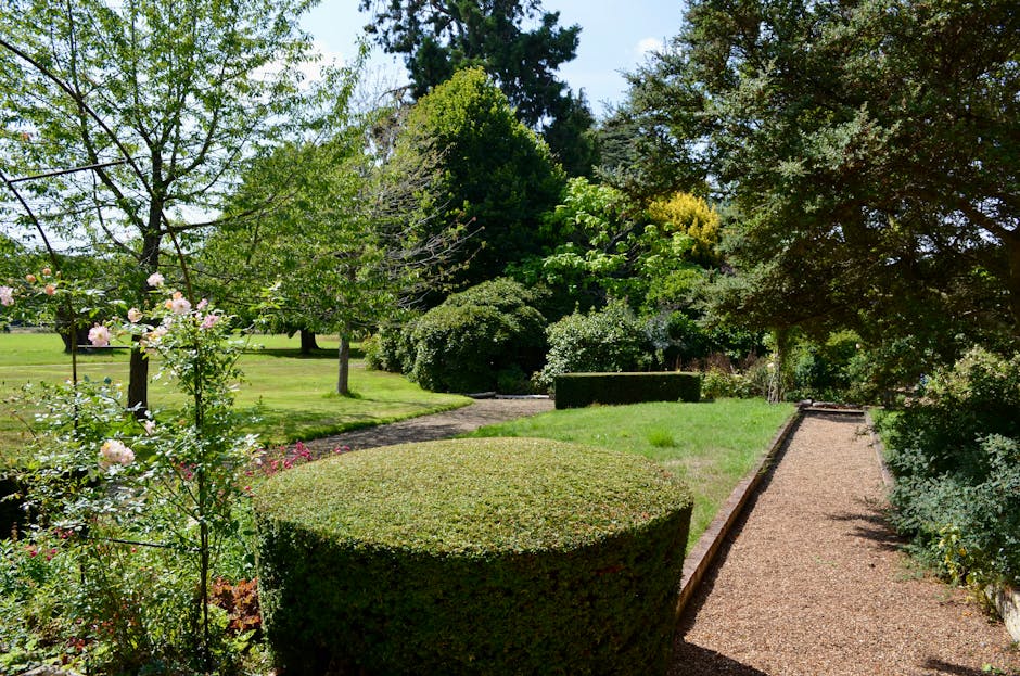 A well-maintained garden scene featuring a variety of lush, green trees and shrubs, with some trees displaying light green and yellowish foliage, indicating different species or seasonal growth. In the foreground, there is a neatly trimmed, rounded hedge with dense, dark green leaves. To its left, a flowering bush with pale pink and white blossoms adds color to the landscape. A narrow gravel pathway runs along the right side, bordered by blooming plants and bushes, leading into a larger grassy area with visible patches of freshly cut grass and some uneven soil patches, suggesting recent lawn maintenance. The background shows a wide, open lawn surrounded by more mature trees, creating a shaded canopy, with sunlight filtering through the leaves, casting dappled light on the ground. The scene portrays an outdoor space that is part of a public park or garden, with evidence of recent pruning and hedge trimming work by Gardeners Queen's Park, emphasizing their focus on garden maintenance and landscape care.