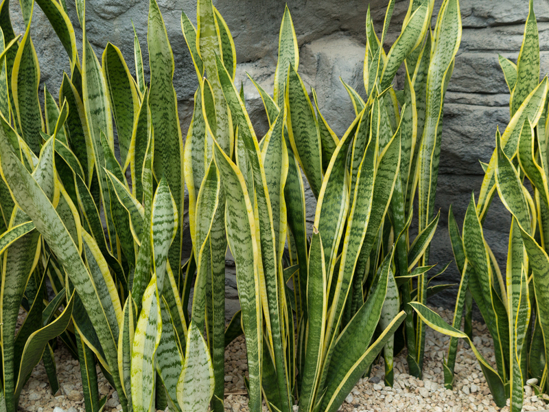 garden maintenance Garden