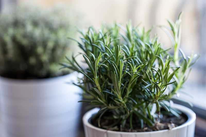 garden landscaping garden design